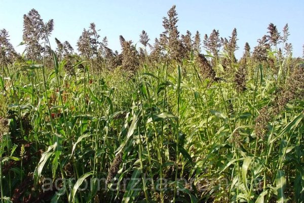 Какая сейчас ссылка на кракен